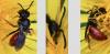 Sphecodes ruficrus